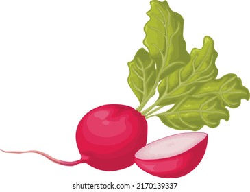 Radish. Image d'un radis mûr avec des feuilles. Du radis frais. Produit de vitamines du potager. Produit végétarien bio. Illustration vectorielle isolée sur fond blanc