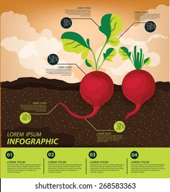 radish , infographics. vegetables vector illustration