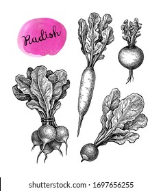 Radish. Ink sketch collection isolated on white background. Vegetables set. Hand drawn vector illustration. Retro style.