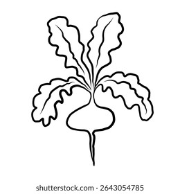 Radish ink sketch on isolated white background. Vector vegetable graphic, botanical line art. Organic radish with leaves, food, harvest. Design for label, logo, card, print paper, sign, wrapping