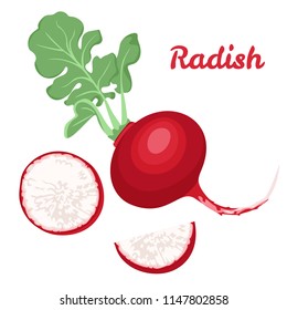 Radish isolated on white background. Vector illustration of fresh vegetable in a flat style. Icon, banner.