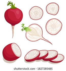 Radisson aislados en un fondo blanco. Recorte y rábanos enteros. Ingredientes vectoriales para ensalada.