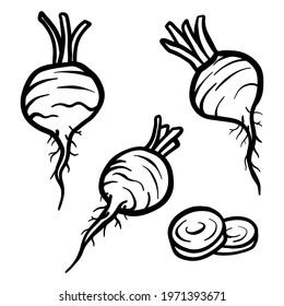 Radish isolated on white background. Full Radishes and slices. Vector hand drawn outline illustration. Ingredient for cooking. Harvest. Farm vegetable.