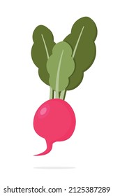 Radish isolated on white background.