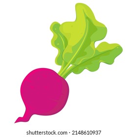 Radisson aislados en un fondo blanco. Ilustración vectorial de la verdura.