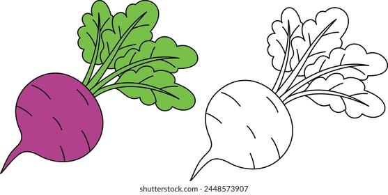 Radish Isolated Vector Illustration Hand Drawn Coloring Page for Kids
