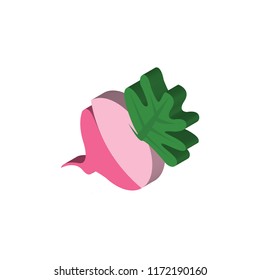 Radish isometric left top view 3D icon