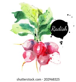 Radish with leaf. Hand drawn watercolor painting on white background. Vector illustration