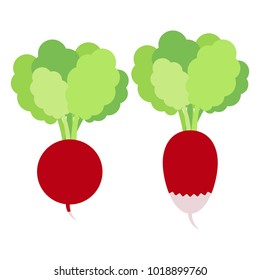 Radish with leaves. Vector flat illustration. Color flat icon on a white background. Root crop, vegetable.