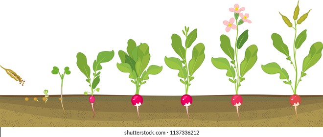 Radish life cycle. Consecutive stages of growth from seed to flowering and fruit-bearing plant