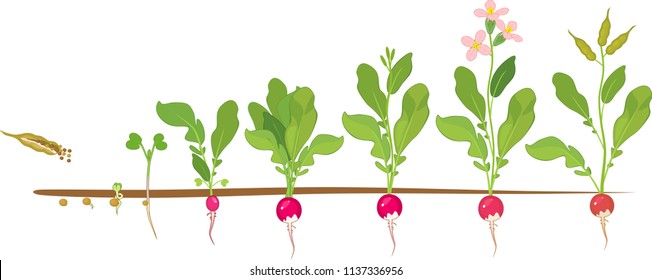 Radish Life Cycle. Consecutive Stages Of Growth From Seed To Flowering And Fruit-bearing Plant