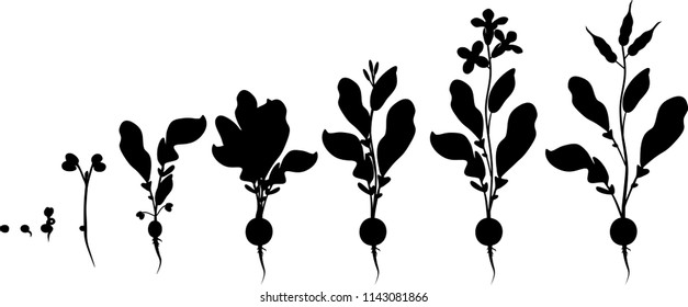 Radish life cycle. Silhouettes of consecutive stages of growth from seed to flowering and fruit-bearing plant