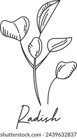 Ilustración vectorial de dibujo de Radish Micro Greens