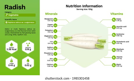 Radish and its nutritional properties -Vector illustration