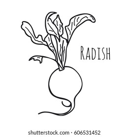 radish on a white background