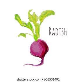 radish on a white background

