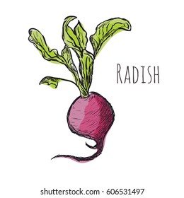 radish on a white background

