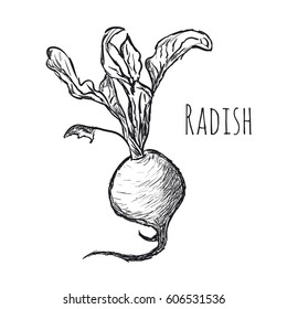 radish on a white background

