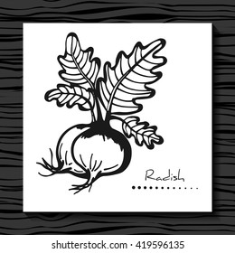 Radish on a white background. Sketch.  Vector illustration.  Hand drawn. Isolated.