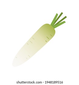 Radish on white background. Radish vector.