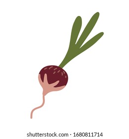 Radish en un fondo blanco. Verduras. Ilustración vectorial de color.