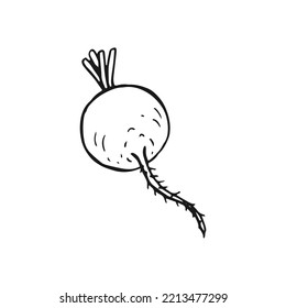 Radish outline. Hand drawn vector illustration. Farm market product, isolated vegetable.