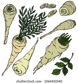 Radish parsnip colored illustration, vector