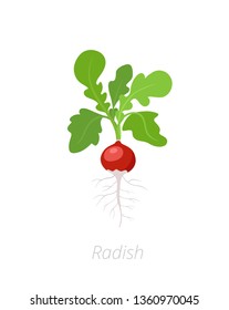 Radish plant. Raphanus raphanistrum. Radishes taproot. Agriculture cultivated plant. Green leaves. Flat vector color Illustration clipart.