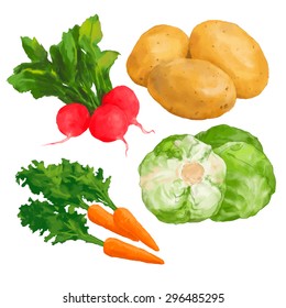 Radish, potato, carrot and cabbage hand drawn vector colorful illustrations set
