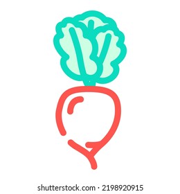 radish ripe color icon vector. radish ripe sign. isolated symbol illustration