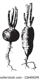 Radish is root vegetables. Radishes can come in different forms, widely varying in size, colour, vintage line drawing or engraving illustration.