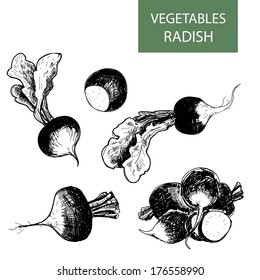 Radish. Set of hand drawn illustrations.