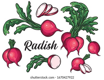 Radish set. Hand drawn red radish salad ingredient vector illustration isolated on white background.