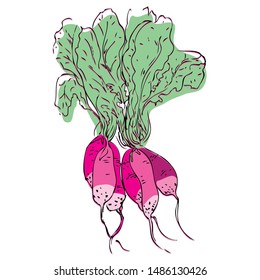Radish. Simple colored sketch. Elegant hand drawn graphical radish on white background. Drawing of radishes for designs and decorations. Stylization. Seasonal market vegetables. Pink, green, black.