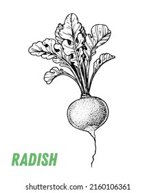 Radish sketch. Hand drawn vector illustration. Engraved image. Radish vegetable hand drawn sketch.