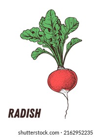 Radish sketch. Hand drawn vector illustration. Engraved image. Radish vegetable hand drawn sketch.
