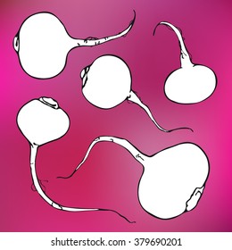 Radish sketch.  Hand-drawn cartoon vegetables isolated on the white background. Doodle drawing. Vector illustration. 