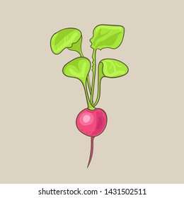 Radish sketch icon. Vector isolated symbol of fresh vegetable root of farm grown vegetarian radish or daikon for veggies salad or grocery store and market design