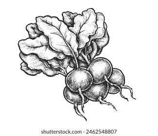 Radish sketch or vector vegetable with leaf. Hand drawn natural food for menu or cooking, recipe book. Vegetarian and vegan salad ingredient with vitamin. Farm market sign. Organic product for meal