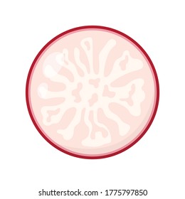 radish slice, cartoon vector illustration isolated on white background
