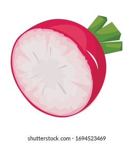 Radish slice vector icon.Cartoon vector icon isolated on white background radish slice.