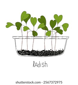 Radish sprout vector illustration. Micro green growing at home in container. Fresh cooking ingredients isolated on a white background. Young green germinating radish sprouts