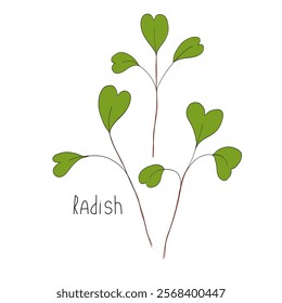 Radish sprout vector illustration. Micro greens stem. Fresh cooking ingredients isolated on a white background. Young green germinating radish sprouts for logo, print, design