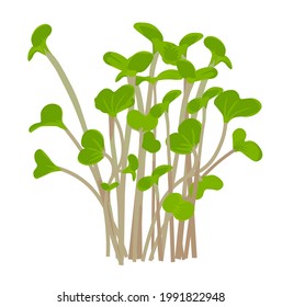 Radish sprout vector stock illustration. sprouted red radish. Micro-village.of young plants. Sprouted seeds are green grass Isolated on a white background.
