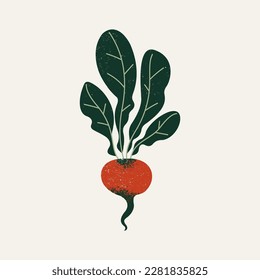 Radish textured illustration. Vector vegetable illustration.