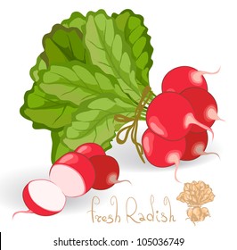 Radish. Vector.