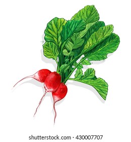 Radish. Vector