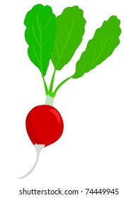 Radish. Vector