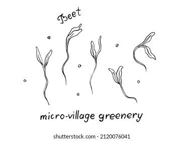 Radish vector doodle illustration set. Hand drawn Radish microgreens. Healthy food. Detailed organic product sketch. Cooking flavor ingredient. Great for label, sign, icon