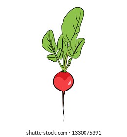 Radish in vector graphics
